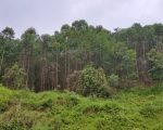 Rừng Báo Bão