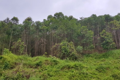 Rừng Báo Bão